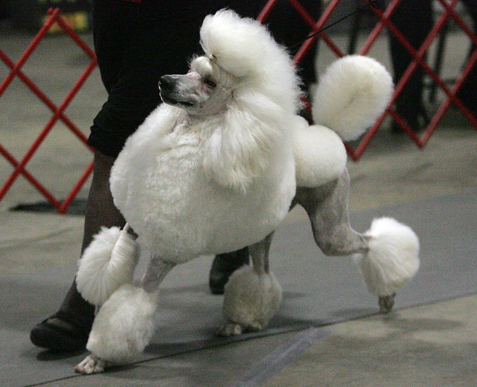 Charleston Kennel Club Dog Show (copy)
